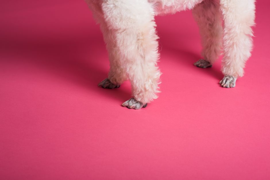 dog paw grooming (Goochie Poochie Grooming)