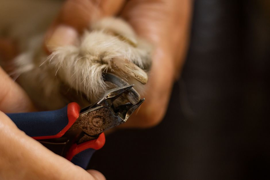 dog paw grooming (Mirko Fabian)